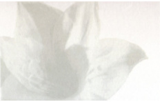 Декорни плочки Decor Lilium Branco 1 32.7x58