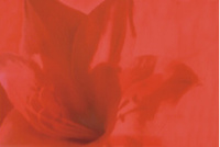 Декорни плочки Decor Lilium Vermelho 1 32.7x58