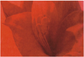 Декорни плочки Decor Lilium Vermelho 3 32.7x58